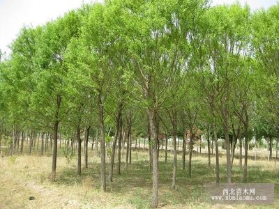 旱柳、絳柳、龍爪柳的生物特性與綜合養殖技術及種植咨詢指南